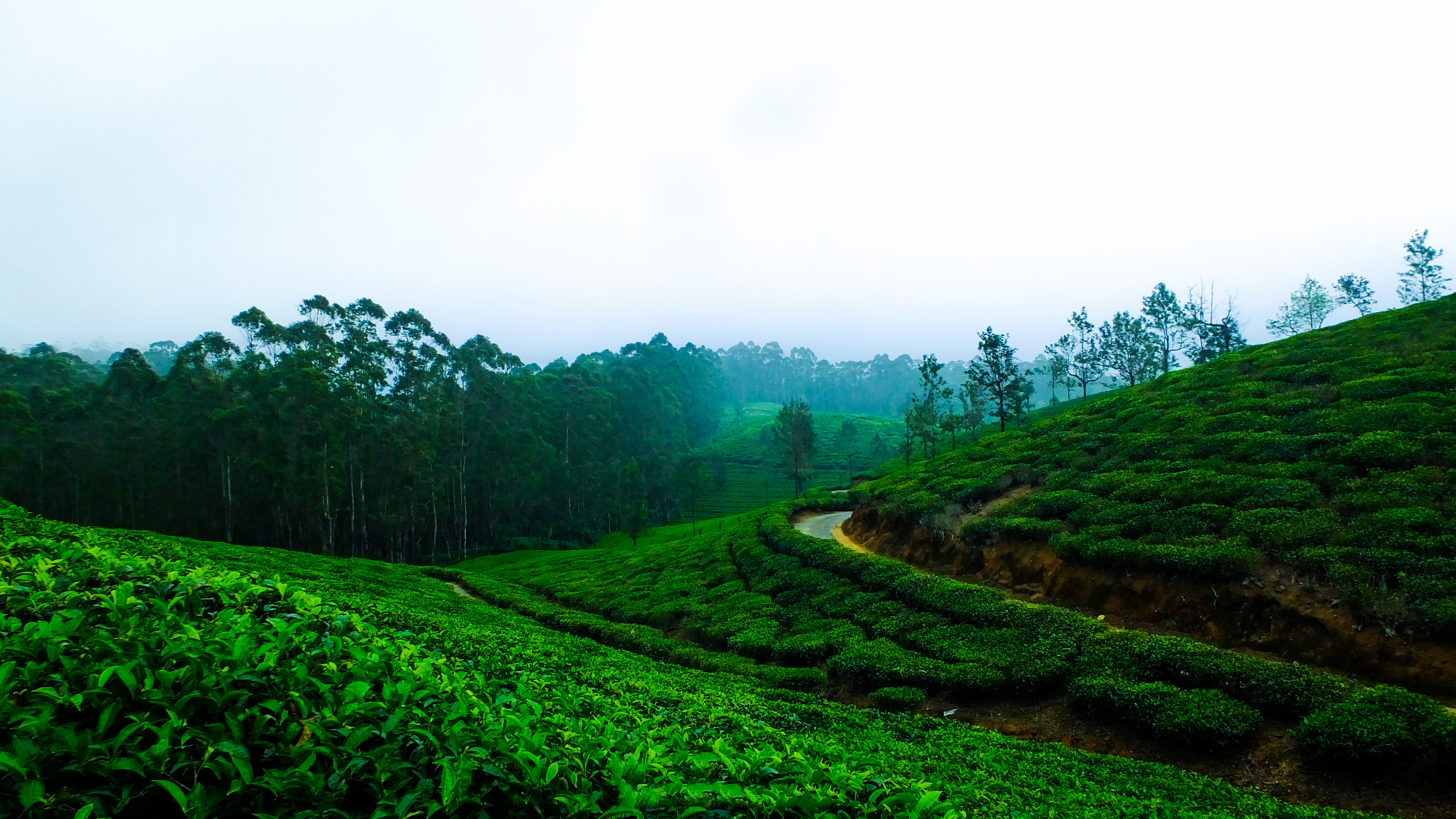 Coorg: A Pocket Guide
